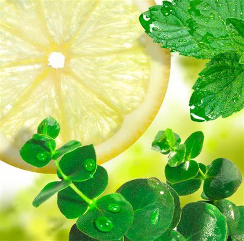 LEMON & EUCALYPTUS WHIPPED TALLOW CREAM